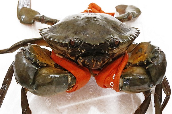 Giải mộng chiêm bao mơ thấy người khác bắt cua